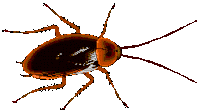 a cockroach on a white background that looks like a cartoon