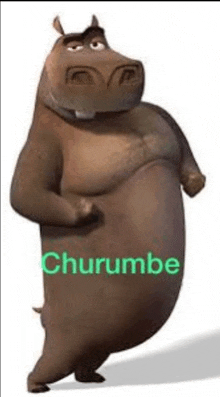 a hippopotamus from madagascar is standing in front of a white background with the word churumbe written on it .