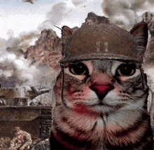 a cat wearing a military helmet looks at the camera .