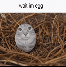 a picture of a cat egg in a nest with the caption wait im egg