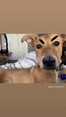 a dog with fake eyebrows and the words tucker is a bit on the salty side today on the bottom