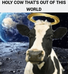 a black and white cow with a halo on its head and the words holy cow that 's out of this world below it