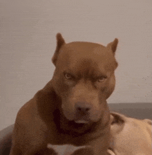 a brown dog is looking at the camera with a serious look on his face