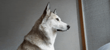 a husky dog looking out a window with blinds on