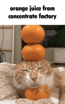 a cat laying on a blanket with three oranges stacked on top of it .