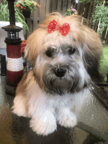 a small brown and white dog wearing a red bow sits on a table