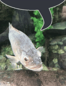 a fish in a tank with a speech bubble in the background