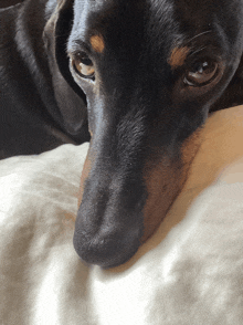 a close up of a black dog laying on a bed