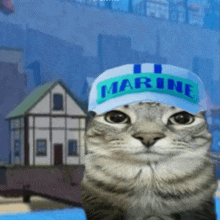 a cat wearing a blue marine hat looks at the camera