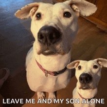 two white dogs standing next to each other with the words leave me and my son alone above them