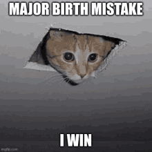 a cat is sticking its head out of a hole in the wall and saying `` major birth mistake i win '' .