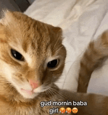 a close up of a cat laying on a bed with a caption that says gud mornin baba girl .