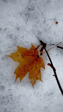 a maple leaf is laying in the snow on the ground