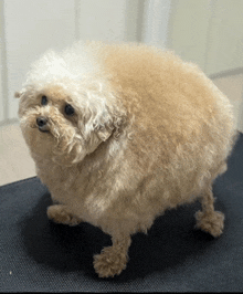 a small dog that looks like a sheep is standing on a black mat