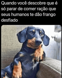 a dachshund is sitting on a couch with its paws on a pillow and looking at the camera .