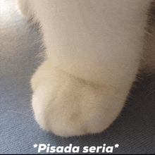 a close up of a cat 's paw with the word pisada seria written below it