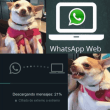 a picture of a chihuahua next to a whatsapp web icon