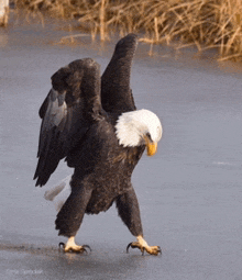 a bald eagle with its wings outstretched is walking on ice