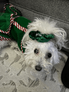 a small white dog is wearing a green dress