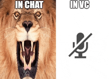 a picture of a lion next to a picture of a microphone with the words in chat and in vc