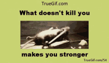 a picture of a mouse in a mousetrap with the words " what does n't kill you makes you stronger " below it