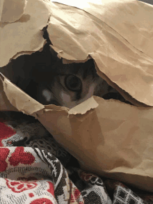 a cat is looking out of a brown paper bag