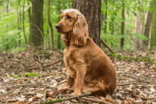 a cocker spaniel sitting in the woods looking up