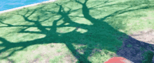 a shadow of a tree is cast on the grass near the water