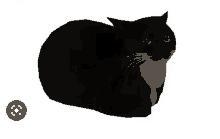 a black cat is laying down on a white background