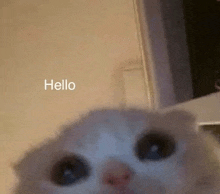 a close up of a cat 's face with the words `` hello '' written in the corner .