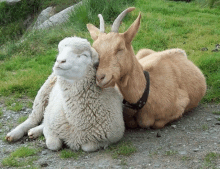 a goat and a sheep laying next to each other