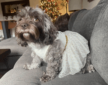 a small dog wearing a white and gold dress is sitting on a couch in front of a christmas tree