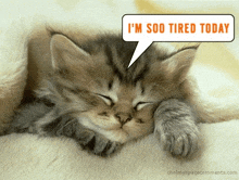 a kitten is sleeping with a speech bubble saying i 'm soo tired today