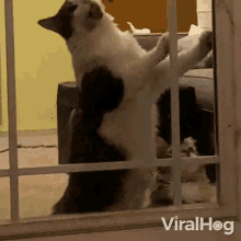 a black and white cat is standing on its hind legs in front of a window in a living room .