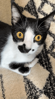 a black and white cat with yellow eyes laying on a carpet