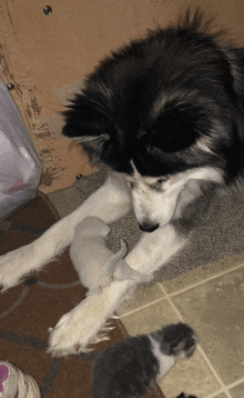 a black and white dog laying next to two kittens on the floor