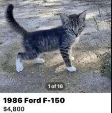 a kitten standing on a dirt road with a 1986 ford f-150 for sale