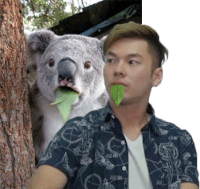 a koala bear is sticking out its tongue next to a man