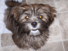 a small brown and white dog with yellow eyes is looking up at the camera