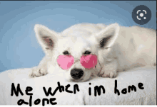 a white dog wearing pink heart shaped sunglasses is laying on a blanket .