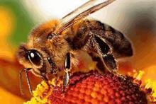 a bee is sitting on top of a yellow flower .