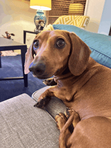 a dachshund is laying on a couch with a lamp in the background