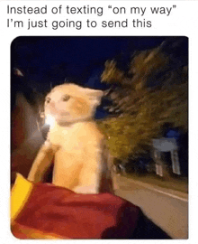 a cat is sitting on the back of a car and looking at the road .