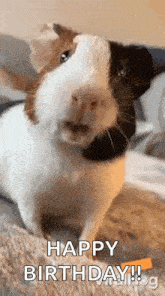 a black and white guinea pig is sitting on a bed with its mouth open and says happy birthday .