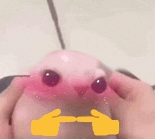 a close up of a person holding a hamster 's nose with two yellow fingers pointing at it .