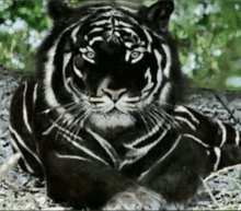 a black and white tiger is laying down on the ground and looking at the camera .