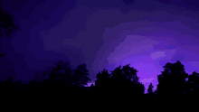 silhouettes of trees against a purple sky at night