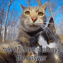 a picture of two cats with rule # 7 love is always the answer written below them