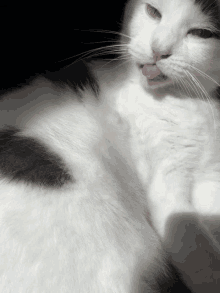 a white cat with a black spot on its chest is sticking its tongue out