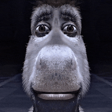 a close up of a donkey 's face with a black background